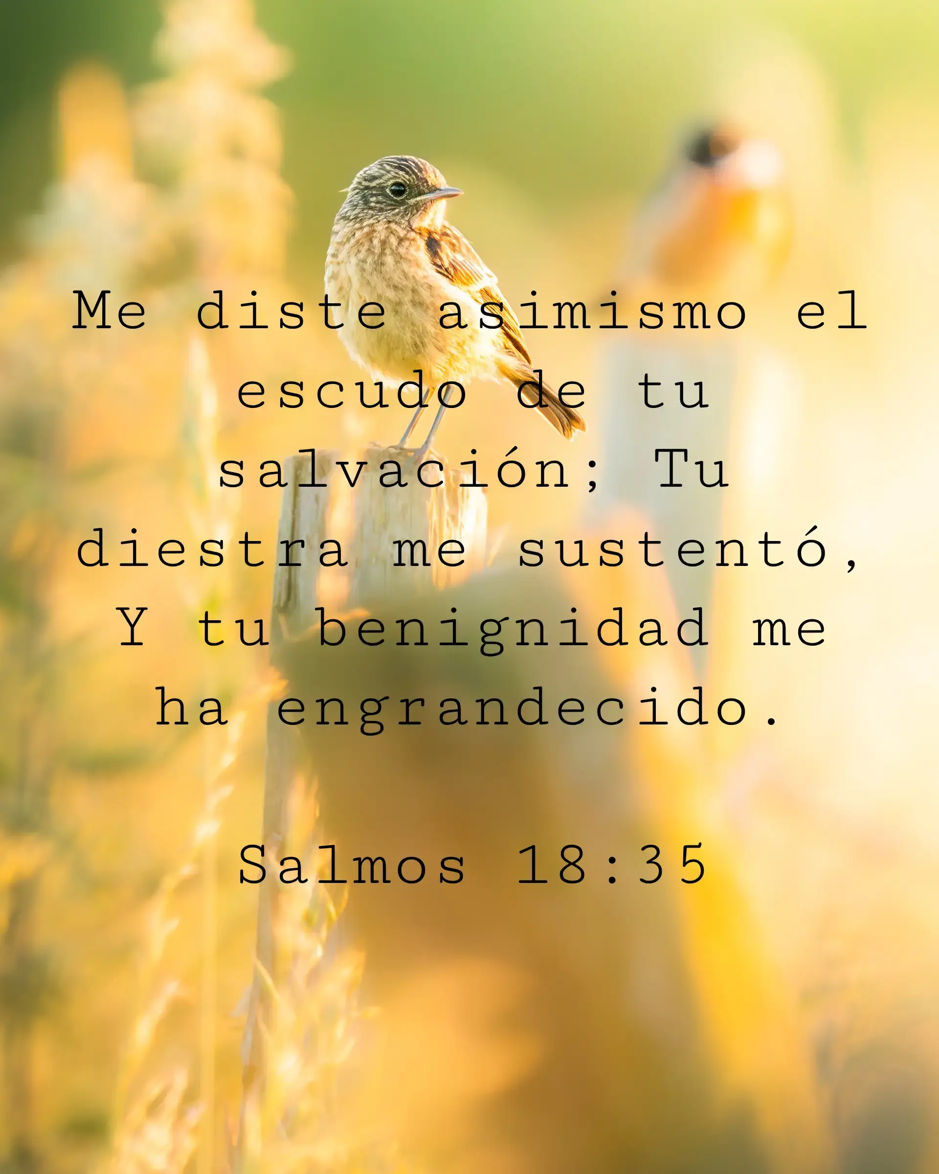 Me diste asimismo el escudo de tu salvación; Tu diestra me sustentó, Y tu benignidad me ha engrandecido.